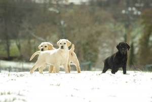 Cachorros de Canis Amicus Delma