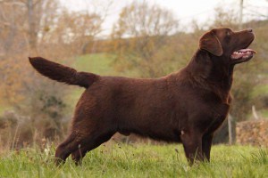 Canis Amicus X-Trail