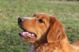 Nova Scotia Duck Tolling Retriever CANIS AMICUS EMI