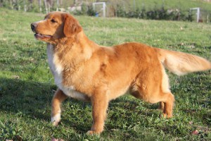 Nova Scotia Duck Tolling Retriever CANIS AMICUS EMI