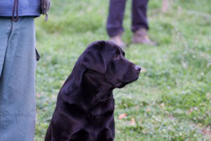 ICON STYLE KAWASAKI LABRADOR RETRIEVER (KAWA)