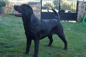 ICON STYLE KAWASAKI LABRADOR RETRIEVER (KAWA)