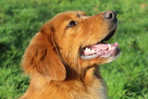 Nova Scotia Duck Tolling Retriever CANIS AMICUS Cuci