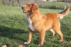 Nova Scotia Duck Tolling Retriever CANIS AMICUS EMI