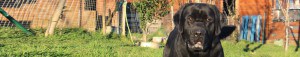 Canis Amicus Labradores