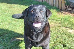 CANIS AMICUS LABRADOR RETRIEVER Nit