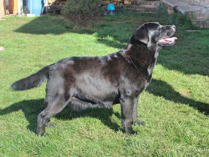 CANIS AMICUS LABRADOR RETRIEVER Nit