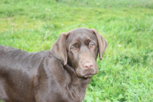 CANIS AMICUS LABRADOR RETRIEVER TOFU