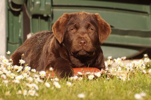 CANIS AMICUS LABRADOR RETRIEVER Xena