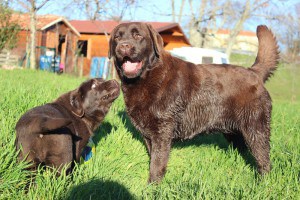 CANIS AMICUS ODINA LABRADOR RETRIEVER LALY