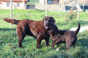 CANIS AMICUS ODINA LABRADOR RETRIEVER LALY