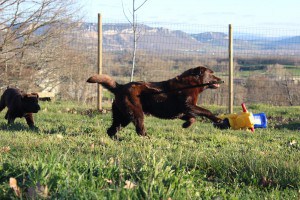CANIS AMICUS ODINA LABRADOR RETRIEVER LALY