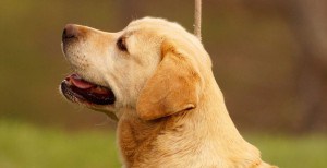 CANIS AMICUS LABRADOR RETRIEVER Paula