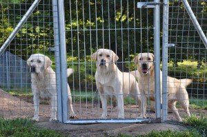 CANIS AMICUS PEQUE LABRADOR RETRIEVER (PEQUE)
