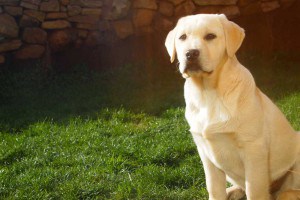 CANIS AMICUS PEQUE LABRADOR RETRIEVER (PEQUE)