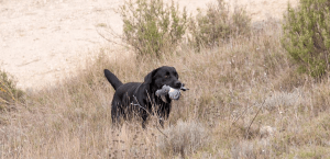 Canis Amicus Labradores