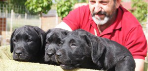 labrador retriever canis amicus