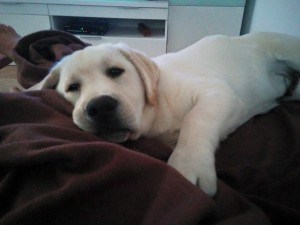 labrador retriever lucca Canis Amicus Ñosca